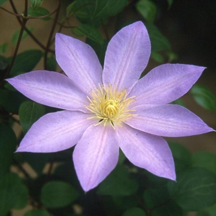 予約販売 クレマチス 苗 パテンス系 小紫 落合さんのクレマチス 2年生苗 10 5cmポット 宿根草 3月上旬以降発送 3月上旬以降発送 Z フラワーネット日本花キ流通 通販 Yahoo ショッピング