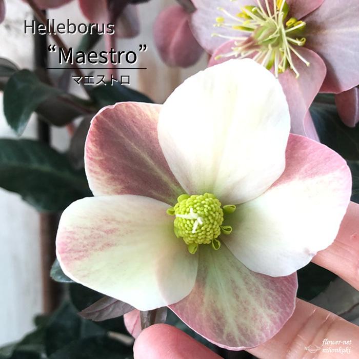 日本花キ流通 予約販売 クリスマスローズ マエストロ 5号鉢 送料無料