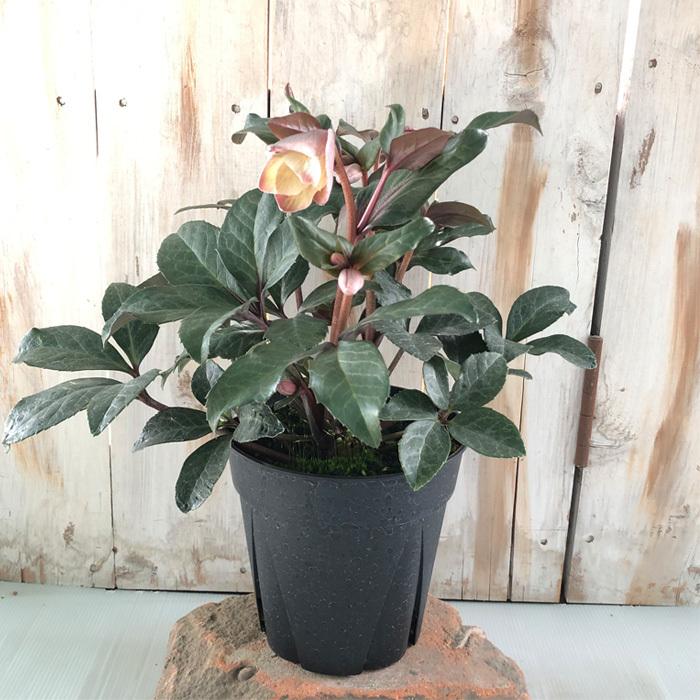 日本花キ流通 予約販売 クリスマスローズ マエストロ 5号鉢 送料無料