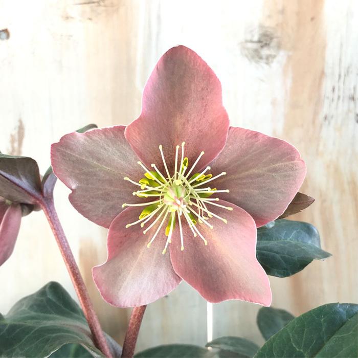 日本花キ流通 予約販売 クリスマスローズ マエストロ 5号鉢 送料無料