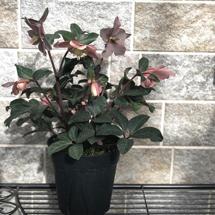 日本花キ流通 予約販売 クリスマスローズ マエストロ 5号鉢 送料無料