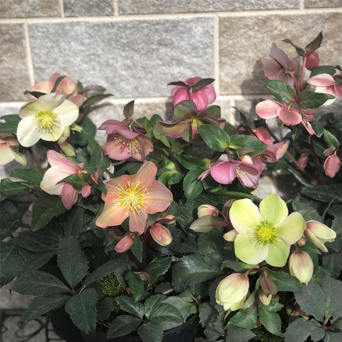 日本花キ流通 予約販売 クリスマスローズ マエストロ 5号鉢 送料無料