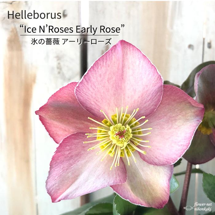 日本花キ流通 予約販売 クリスマスローズ 氷の薔薇 アーリーローズ 5号