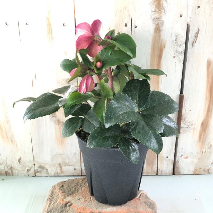 お買い得⭐️１３日入荷分⭐️クリスマスローズ⭐️氷の薔薇5号鉢⭐️5品種セット 日本花キ流通 予約販売 クリスマスローズ 氷の薔薇 アーリーローズ 5号