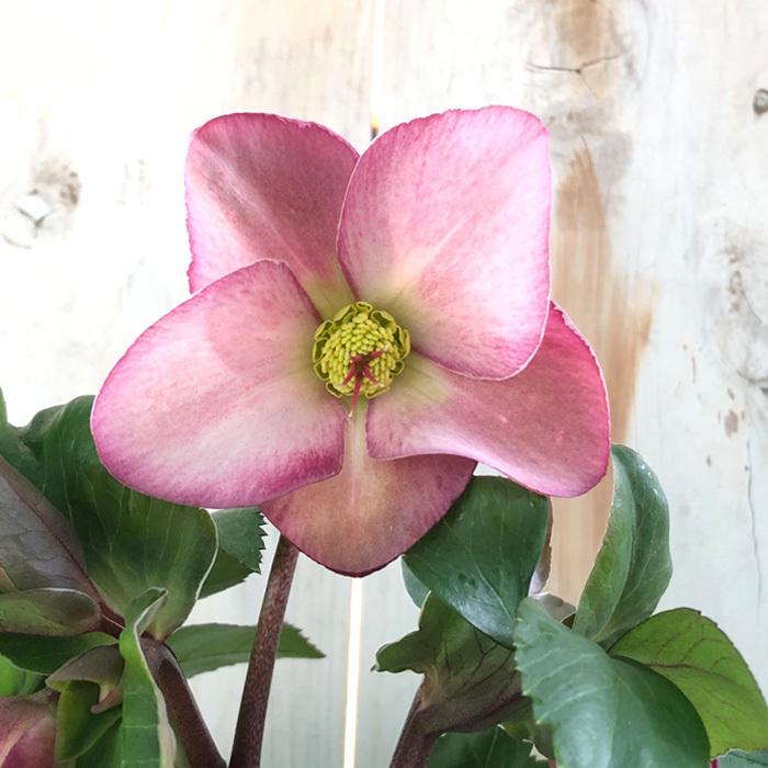 日本花キ流通 予約販売 クリスマスローズ 氷の薔薇 アーリーローズ 5号