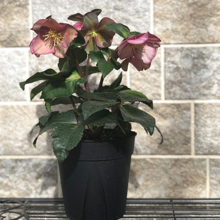 日本花キ流通 予約販売 クリスマスローズ 氷の薔薇 アーリーローズ 5号
