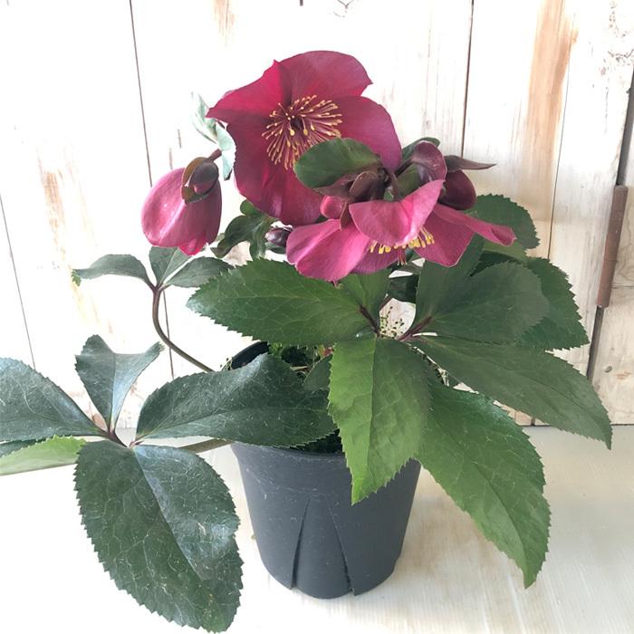 お買い得⭐️１３日入荷分⭐️クリスマスローズ⭐️氷の薔薇5号鉢⭐️5品種セット 日本花キ流通 予約販売 クリスマスローズ 氷の薔薇 レッド 5号鉢 送料