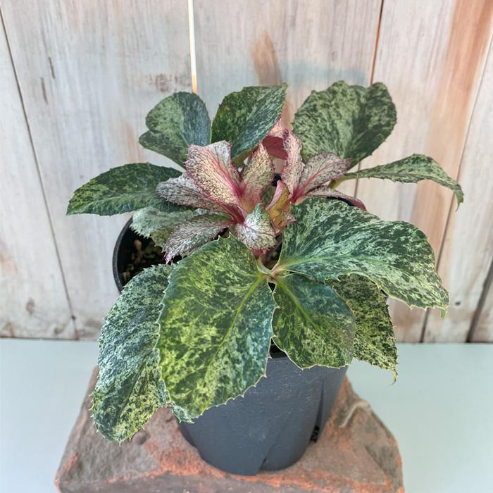 日本花キ流通 予約販売 斑入りクリスマスローズ スノーフィーバー 5号