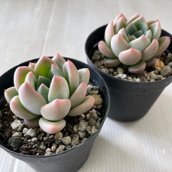 多肉植物 Skエケベリア マチルダ 多肉植物 エケベリア 7 5cmポット Z フラワーネット日本花キ流通 通販 Yahoo ショッピング