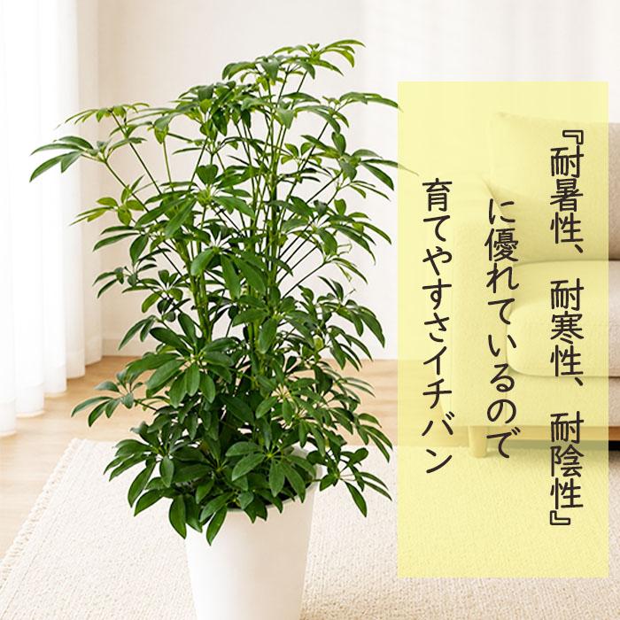 日本花キ流通 観葉植物 シェフレラコンパクタ 6号鉢 シェフレラ