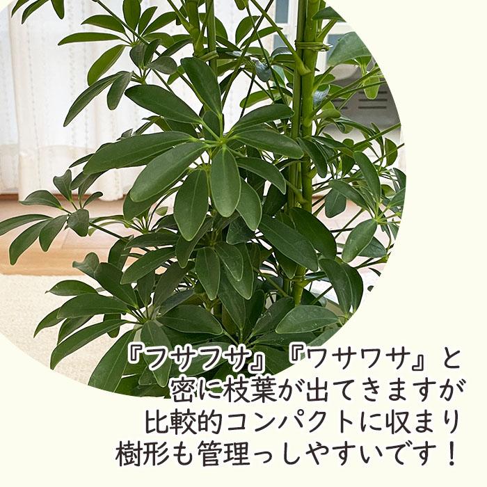 日本花キ流通 観葉植物 シェフレラコンパクタ 6号鉢 シェフレラ