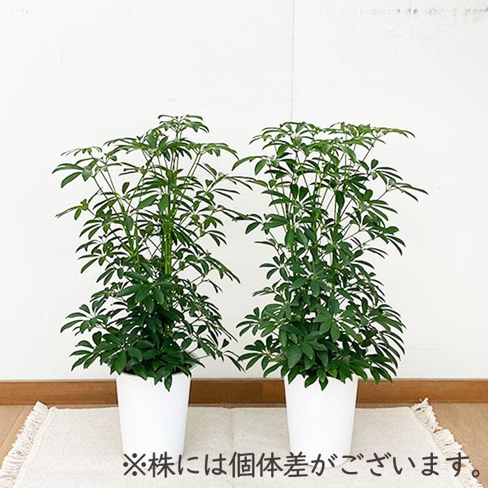 日本花キ流通 観葉植物 シェフレラコンパクタ 6号鉢 シェフレラ