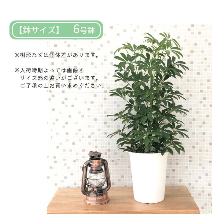 日本花キ流通 観葉植物 シェフレラコンパクタ 6号鉢 シェフレラ