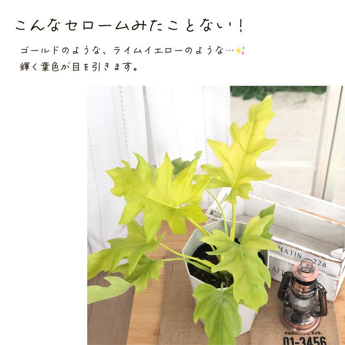 フィロデンドロン　セローム　ゴールド　ワルセヴィッチワルセラ　　もち様確認用 フィロデンドロン セローム ゴールド ワルセヴィッチワルセラ
