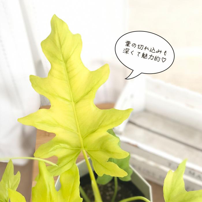 日本花キ流通 観葉植物 フィロデンドロン セローム ゴールドリーフ 6号