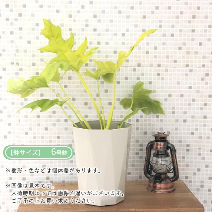 日本花キ流通 観葉植物 フィロデンドロン セローム ゴールドリーフ 6号