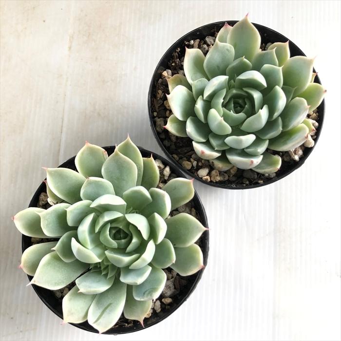 日本花キ流通 多肉植物 skエケベリア ベロナ 多肉植物 エケベリア 7.5