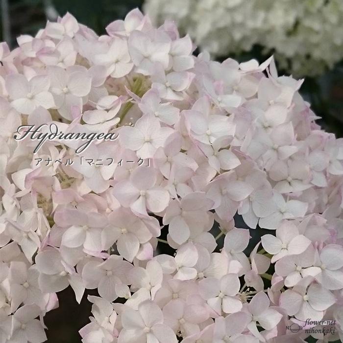 日本花キ流通 予約販売 アジサイ アナベル ルマニフィーク 10.5cm