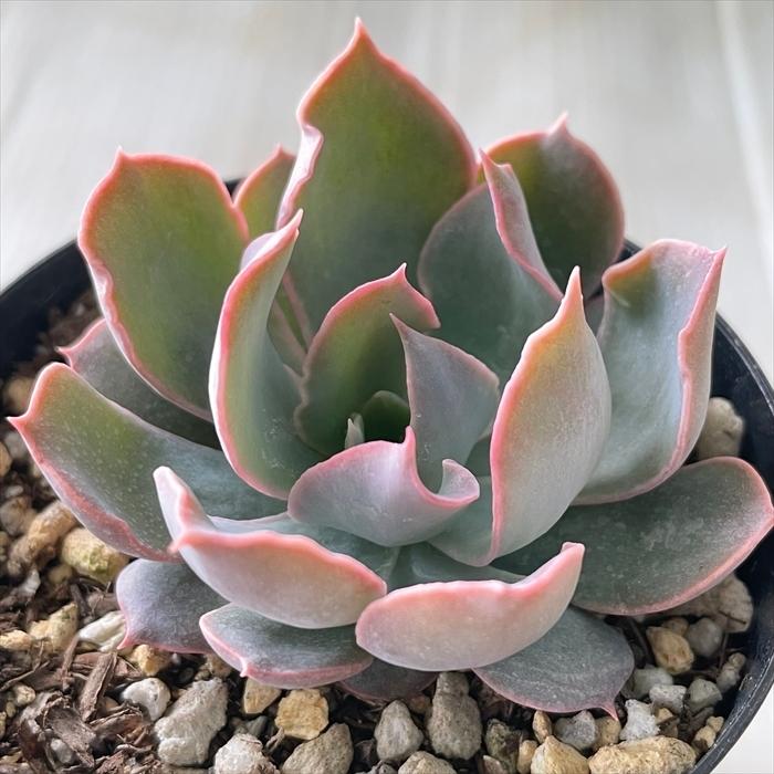 日本花キ流通 多肉植物 skエケベリア ブルーヘロン エケベリア 日本花キ流通 多肉植物 skエケベリア ブルーヘロン エケベリア