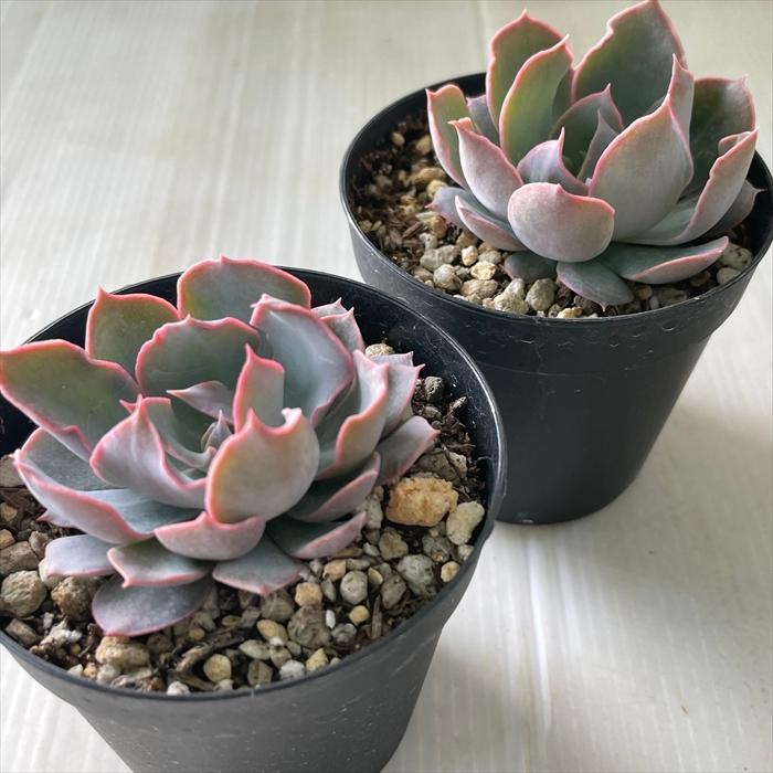 日本花キ流通 多肉植物 skエケベリア ブルーヘロン 多肉植物