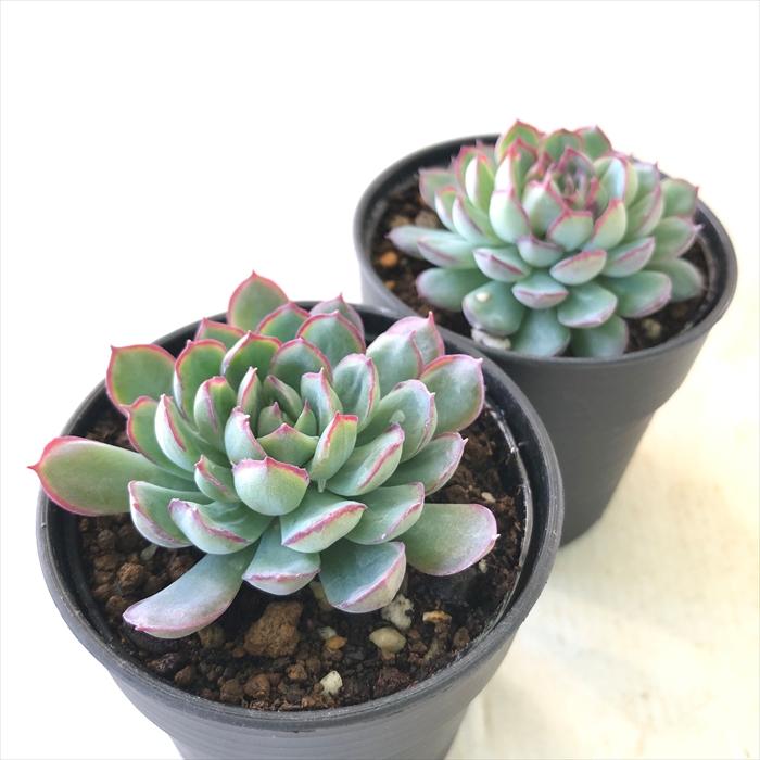 日本花キ流通 多肉植物 hmエケベリア ドリームローズ 多肉植物