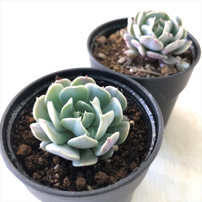 多肉。レボリューション、根付き。鉢直径6cm. 多肉。レボリューション、根付き。鉢直径6cm.