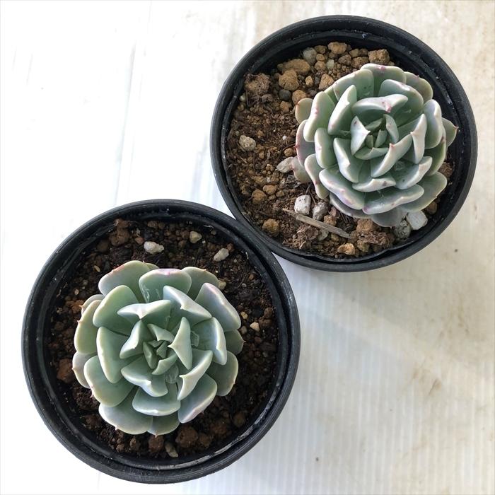 多肉。レボリューション、根付き。鉢直径6cm.