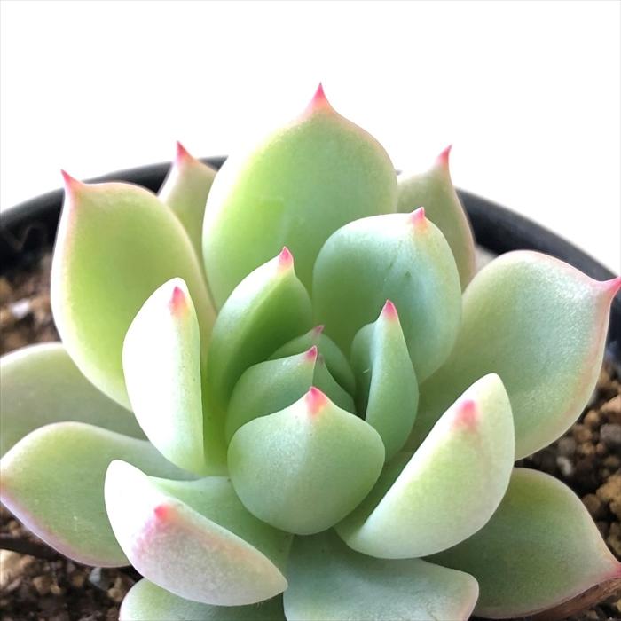 保障 多肉植物 hmエケベリア プリズム エケベリア 6cmポット copper-tip.ca