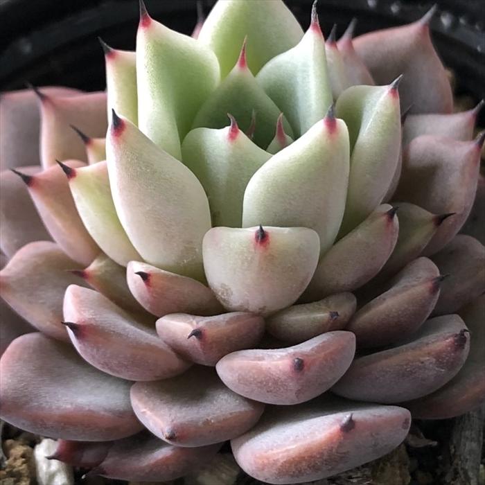 多肉植物 Hmエケベリア ギルバのバラ 多肉植物 エケベリア 6cmポット Z フラワーネット日本花キ流通 通販 Yahoo ショッピング