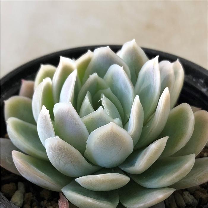 ❣️ピンクネーション❣️カット ランダム エケベリア 寄せ植え 多肉植物 ピンクネーション エケベリア カット苗 | 多肉植物カット苗の通販