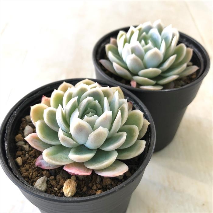 日本花キ流通 多肉植物 hmエケベリア ピンクネーション 多肉植物