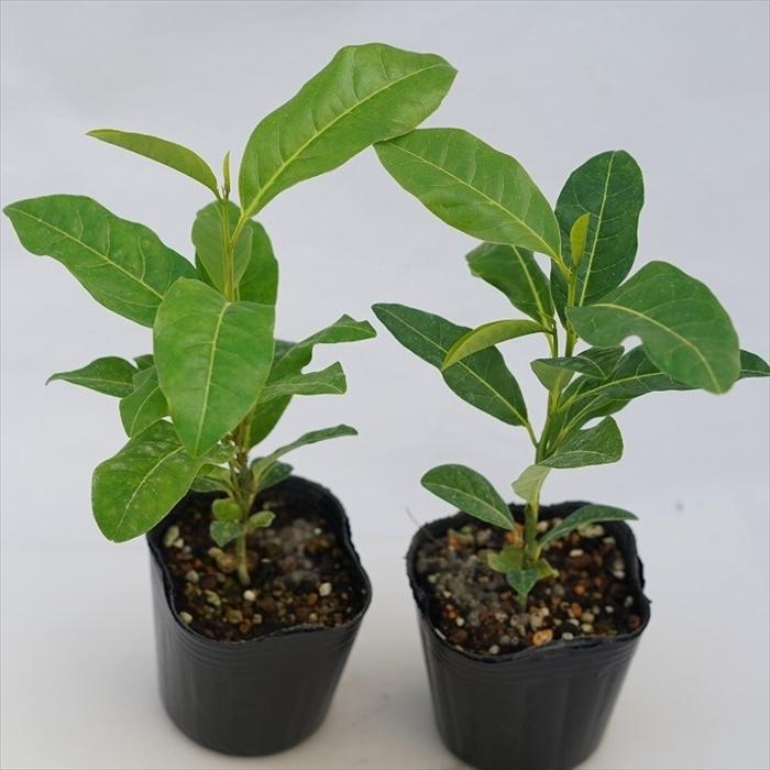 日本花キ流通 予約販売 パッションフルーツ 苗 ミズレモン 9cmポット