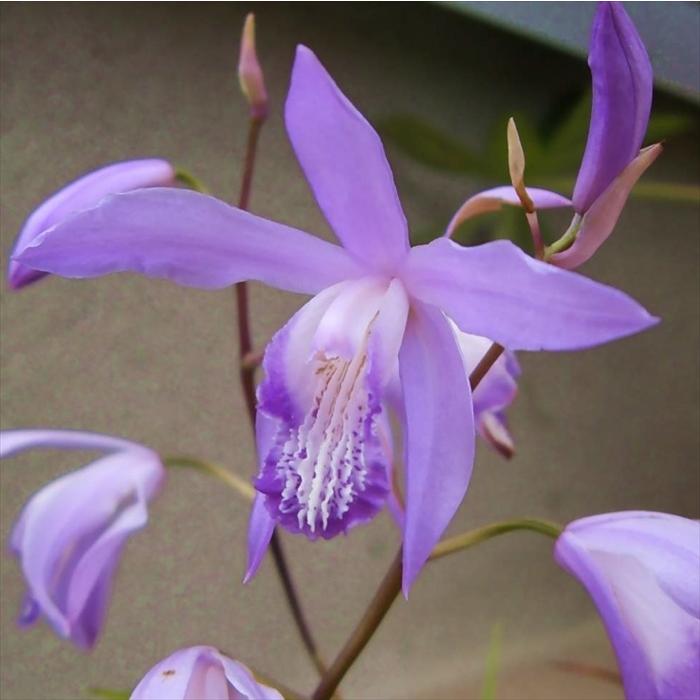 日本花キ流通 予約販売 シラン 苗紫蘭 青花 ブルーシラン 苗9cmポット 多年草 ガーデニング 花苗 宿根草苗 hos 11月中旬以降発送 ...