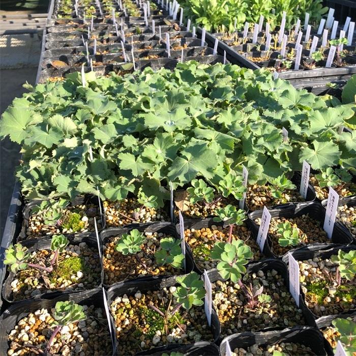 日本花キ流通 宿根フロックス 苗 ユニークレッド 9cmポット 多年草