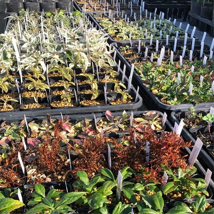 日本花キ流通 宿根フロックス 苗 ユニークレッド 9cmポット 多年草