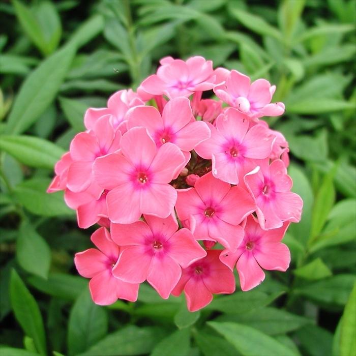 日本花キ流通 宿根フロックス 苗 ウインサー 9cmポット 多年草