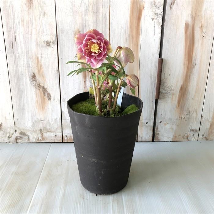 新しいスタイル 04 004 ダブル ソレイユ クリスマスローズ 現品販売 開花株 5号鉢 広瀬園芸 生花 Cooesan Com