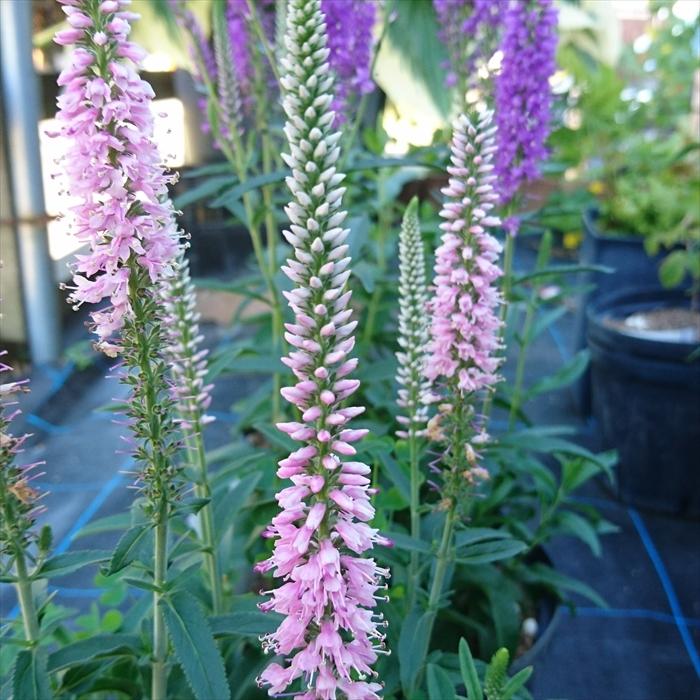 ベロニカ ロンギフォリア ピンクエベリン 12cmポット 大株 宿根草 Hos Z フラワーネット日本花キ流通 通販 Yahoo ショッピング