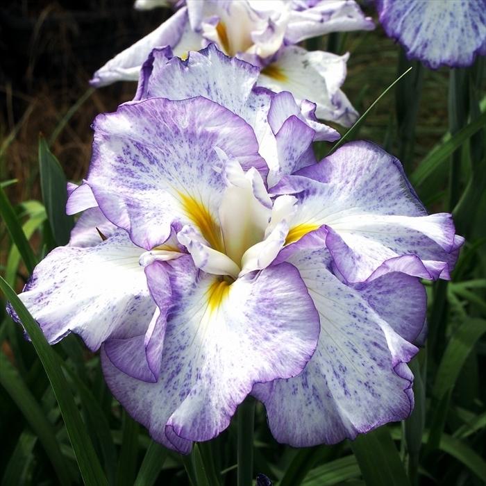 予約販売 ハナショウブ 夢の羽衣 花菖蒲 13 5cmポット アヤメ科 はなしょうぶ 宿根草 落葉 水辺 ビオトープ Imk 4月上旬以降発送 Z フラワーネット日本花キ流通 通販 Yahoo ショッピング