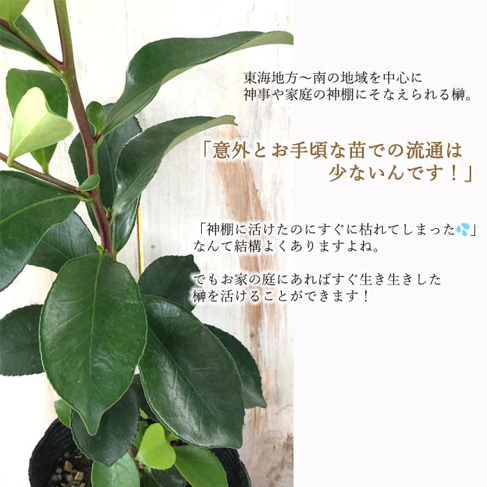 日本花キ流通 榊 10.5cmポット サカキの苗 本榊 サカキ さかき 苗木