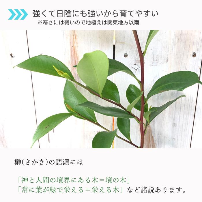 日本花キ流通 榊 10.5cmポット サカキの苗 本榊 サカキ さかき 苗木