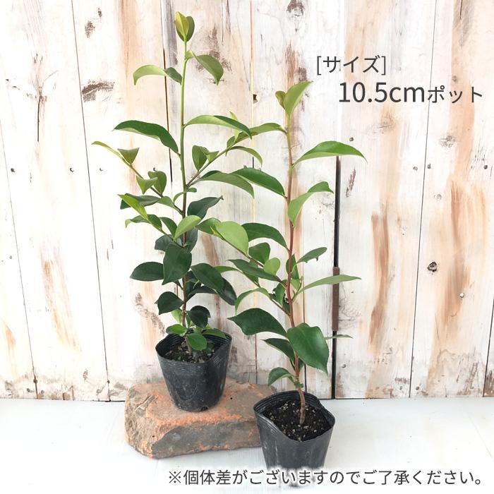 日本花キ流通 榊 10.5cmポット サカキの苗 本榊 サカキ さかき 苗木