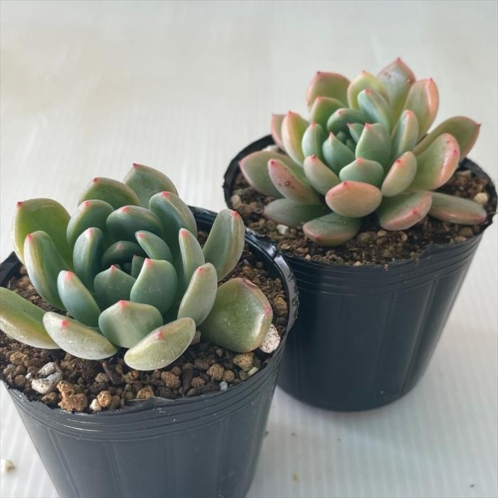 多肉植物 hmエケベリア スカーレット 多肉植物 エケベリア 6cmポット