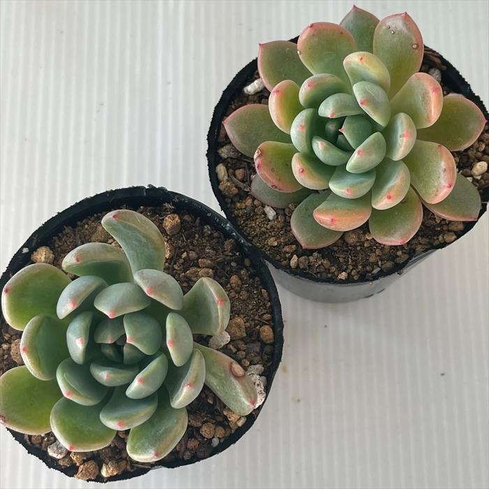 多肉植物 hmエケベリア スカーレット 多肉植物 エケベリア 6cmポット