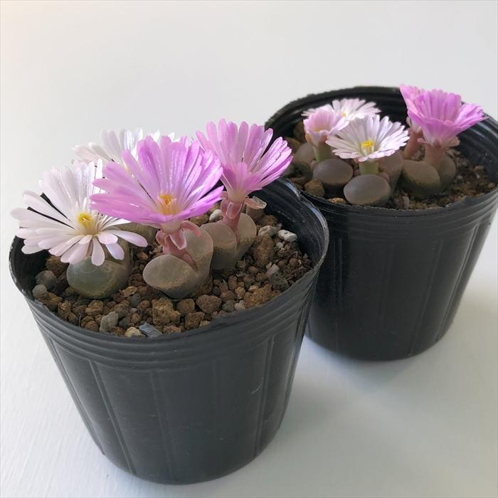 日本花キ流通 多肉植物 hmオフタルモフィルム 実生 Ophthalmophyllum