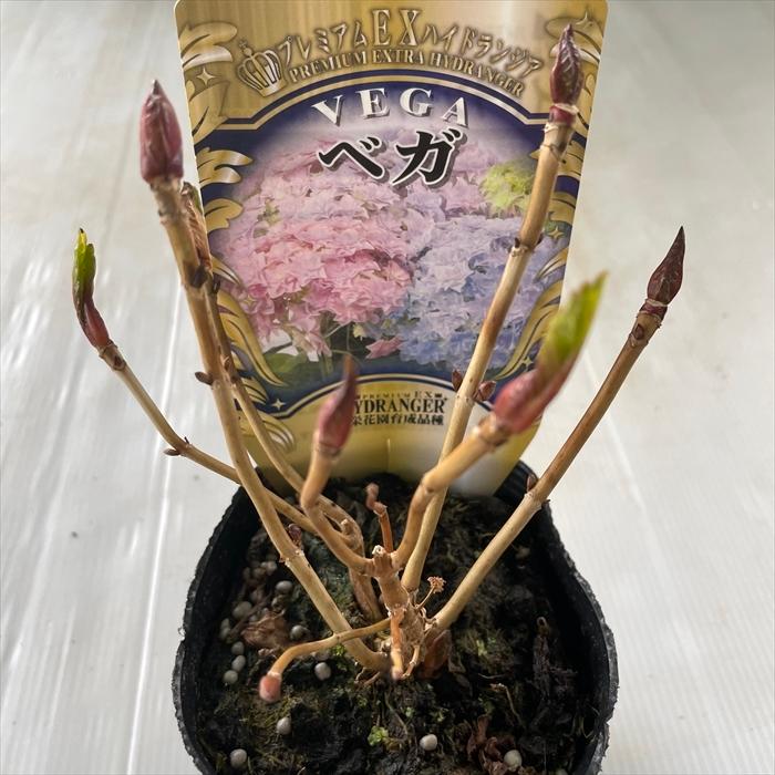 アジサイ ベガ 3.5号ポット 大栄花園 ハイドランジア 苗 花苗 苗木
