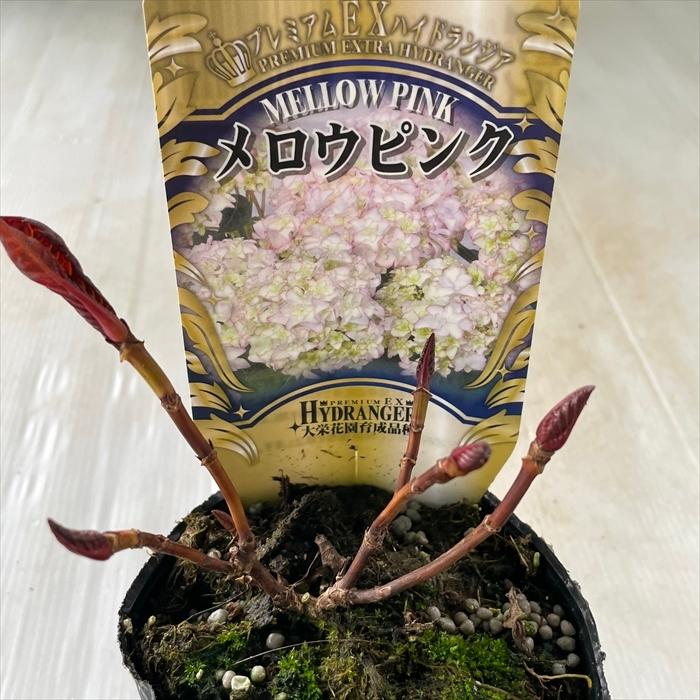 良品花木苗 アウトレットユーカリ ポポラス ポリアンセモス４号鉢植え ペットエコ