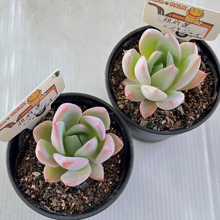 多肉植物 plkエケベリア 相府蓮×メキシカンジャイアント パルクさん苗