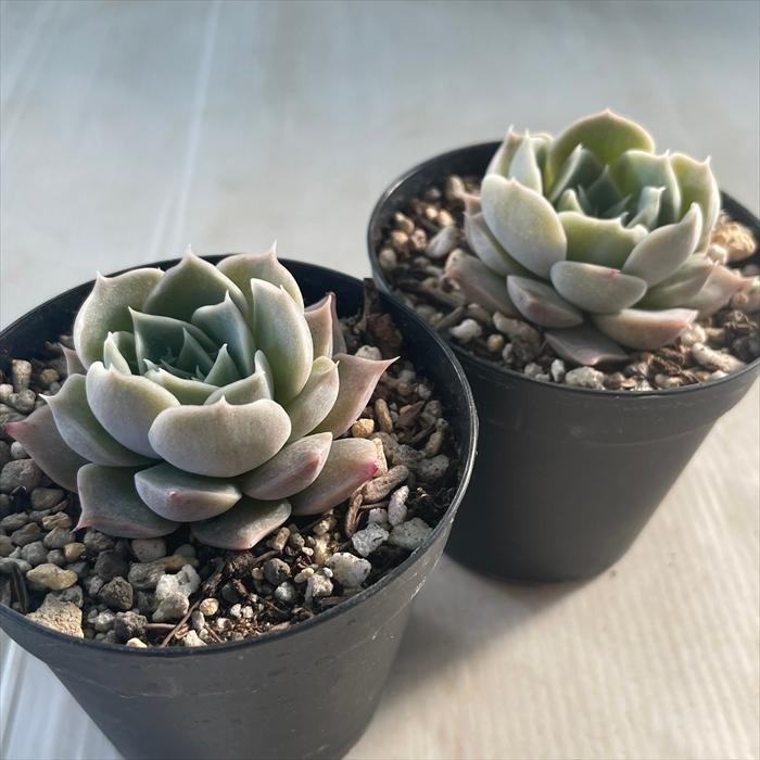 日本花キ流通 多肉植物 skエケベリア シルクピンク 多肉植物