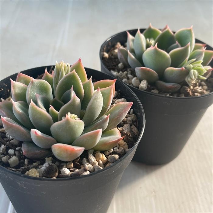 日本花キ流通 多肉植物 skエケベリア シスラー 多肉植物 エケベリア